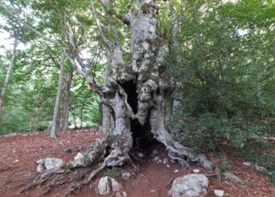 concone e tronco cavo